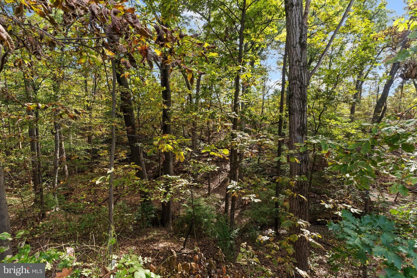 1450 Timber Chase Drive photo 28