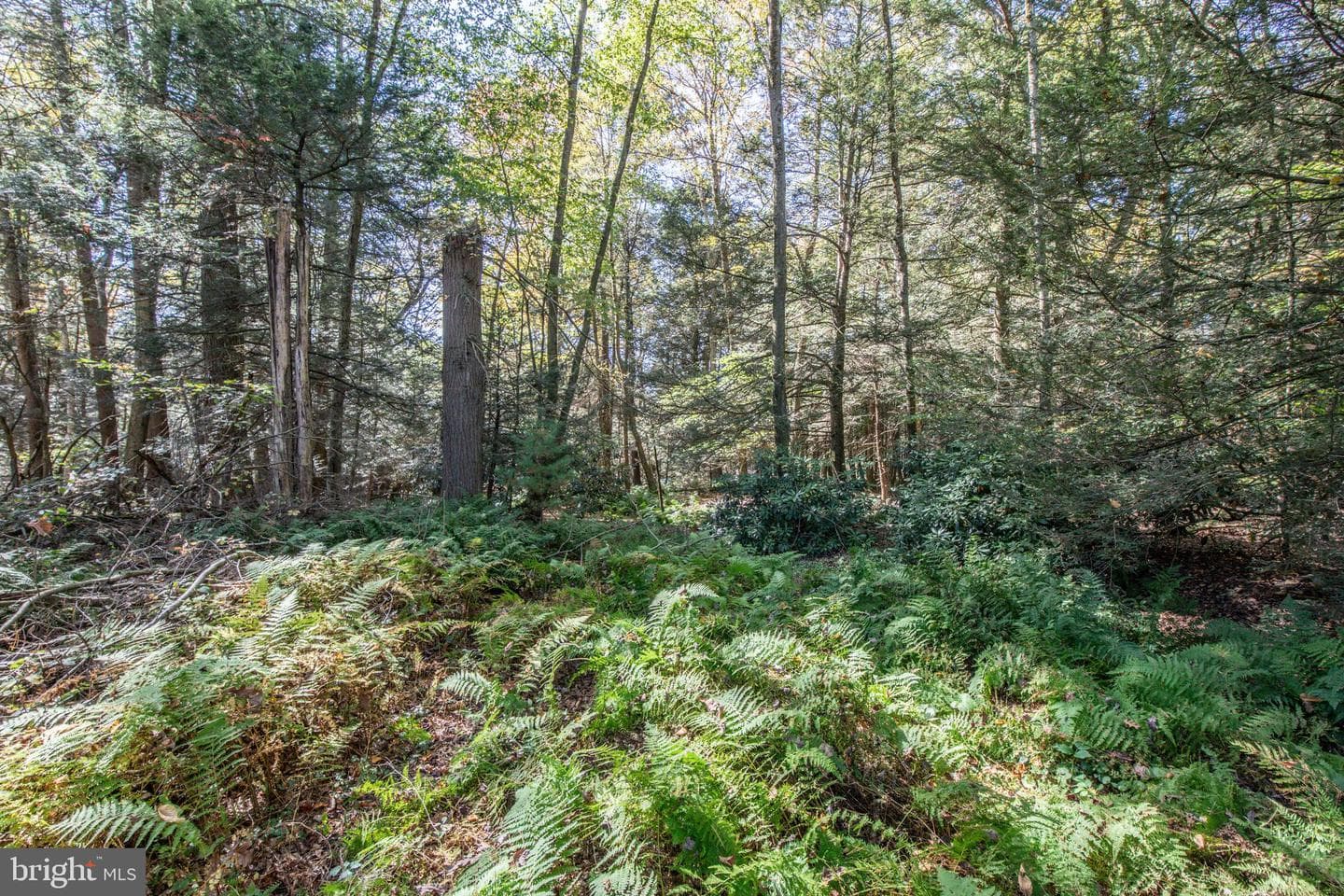 1733 State Route 903 photo 40