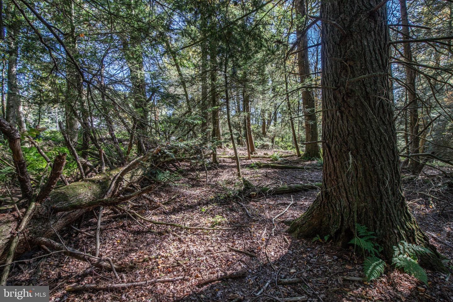 1733 State Route 903 photo 44