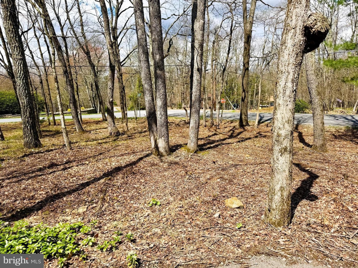 59 White Birch Drive photo 41