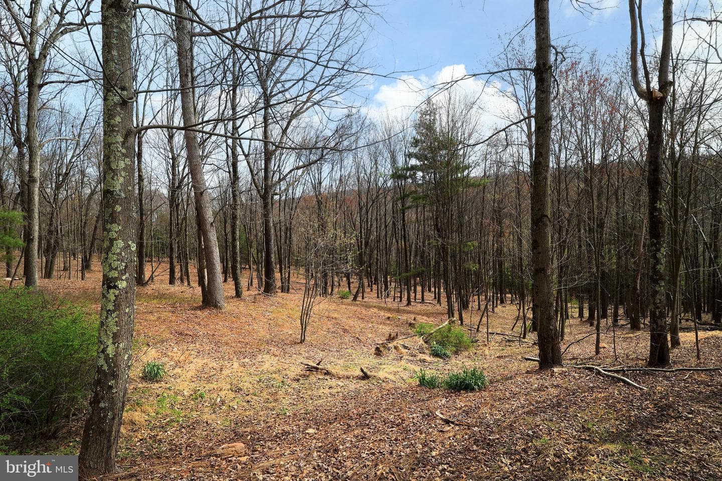 263 White Tail Road photo 33