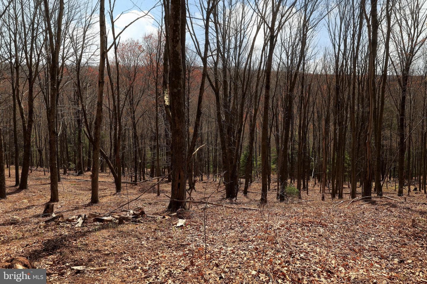 263 White Tail Road photo 42