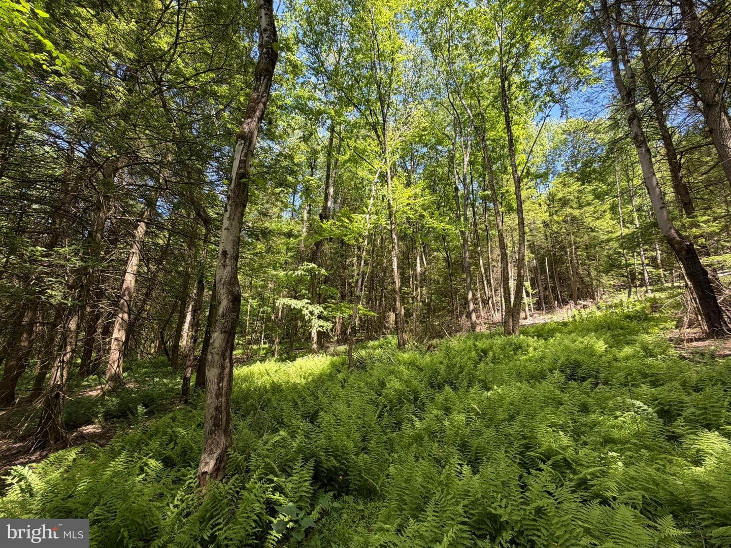 580 Fairview Road photo 45