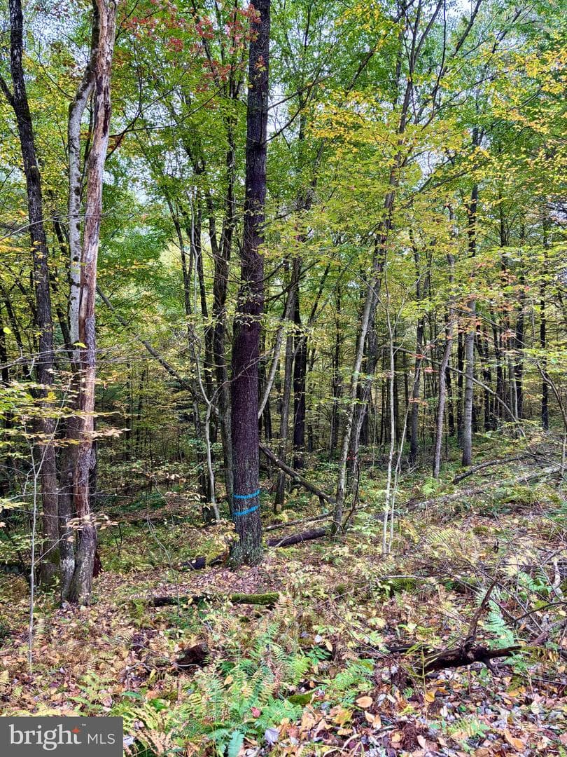 29 Beech Creek Mountain Road photo 10