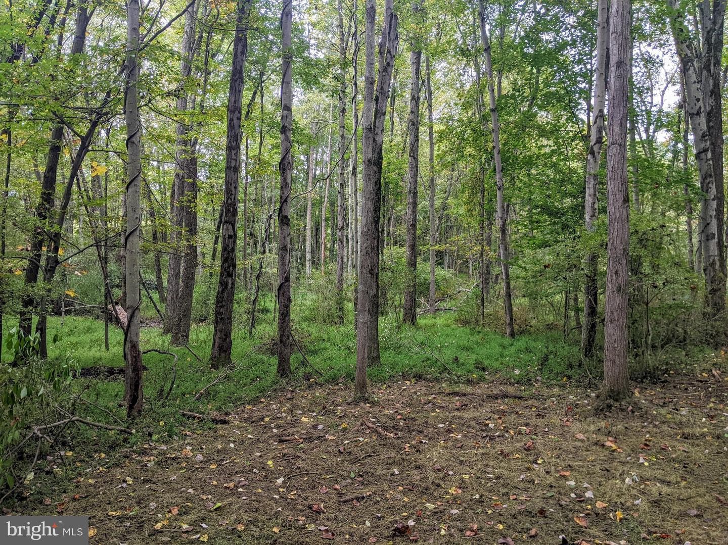 101 Burnt Mill Circle photo 35