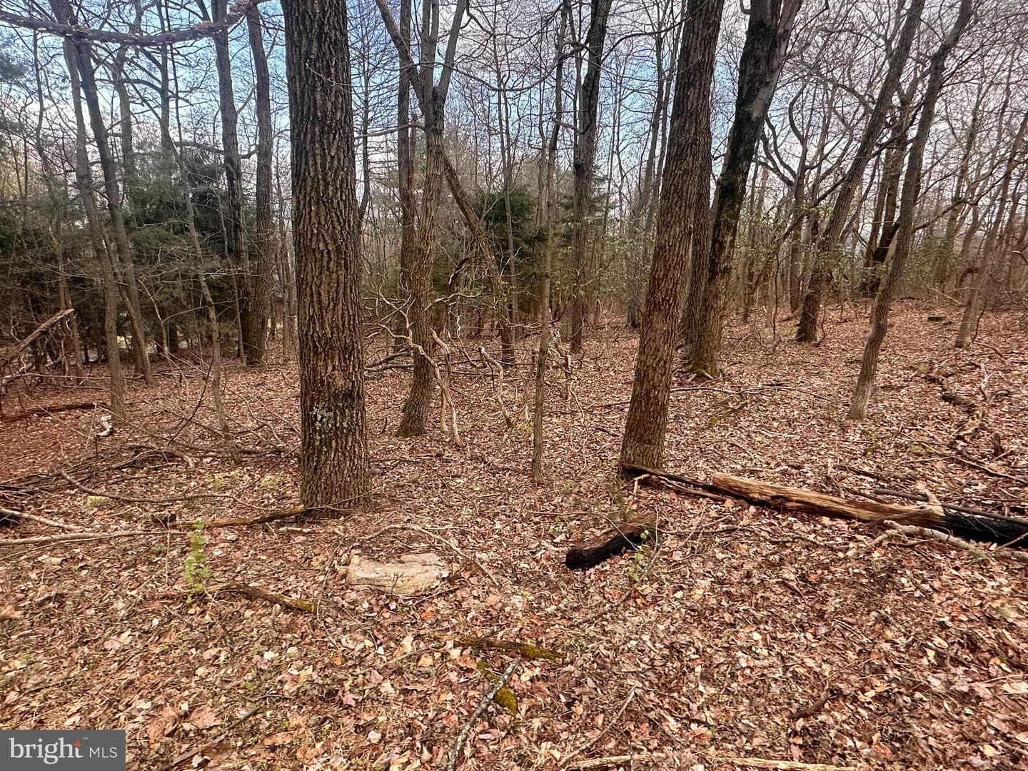 15483 Dogwood Drive photo 5