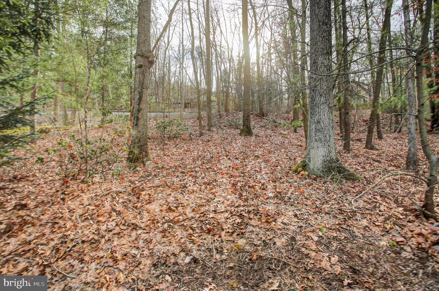 8147 Michaux Drive photo 39