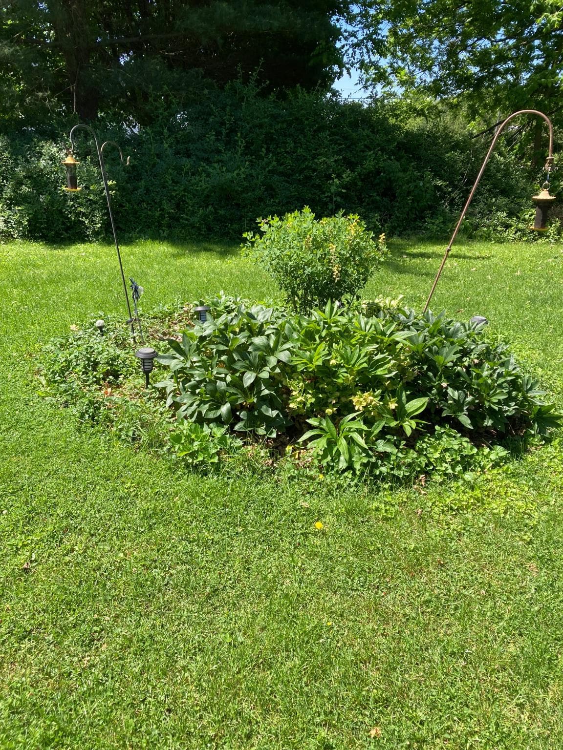 78 Lenwood photo 3