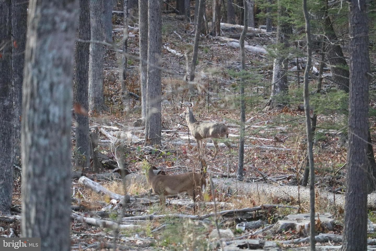22262 Deer Run photo 71