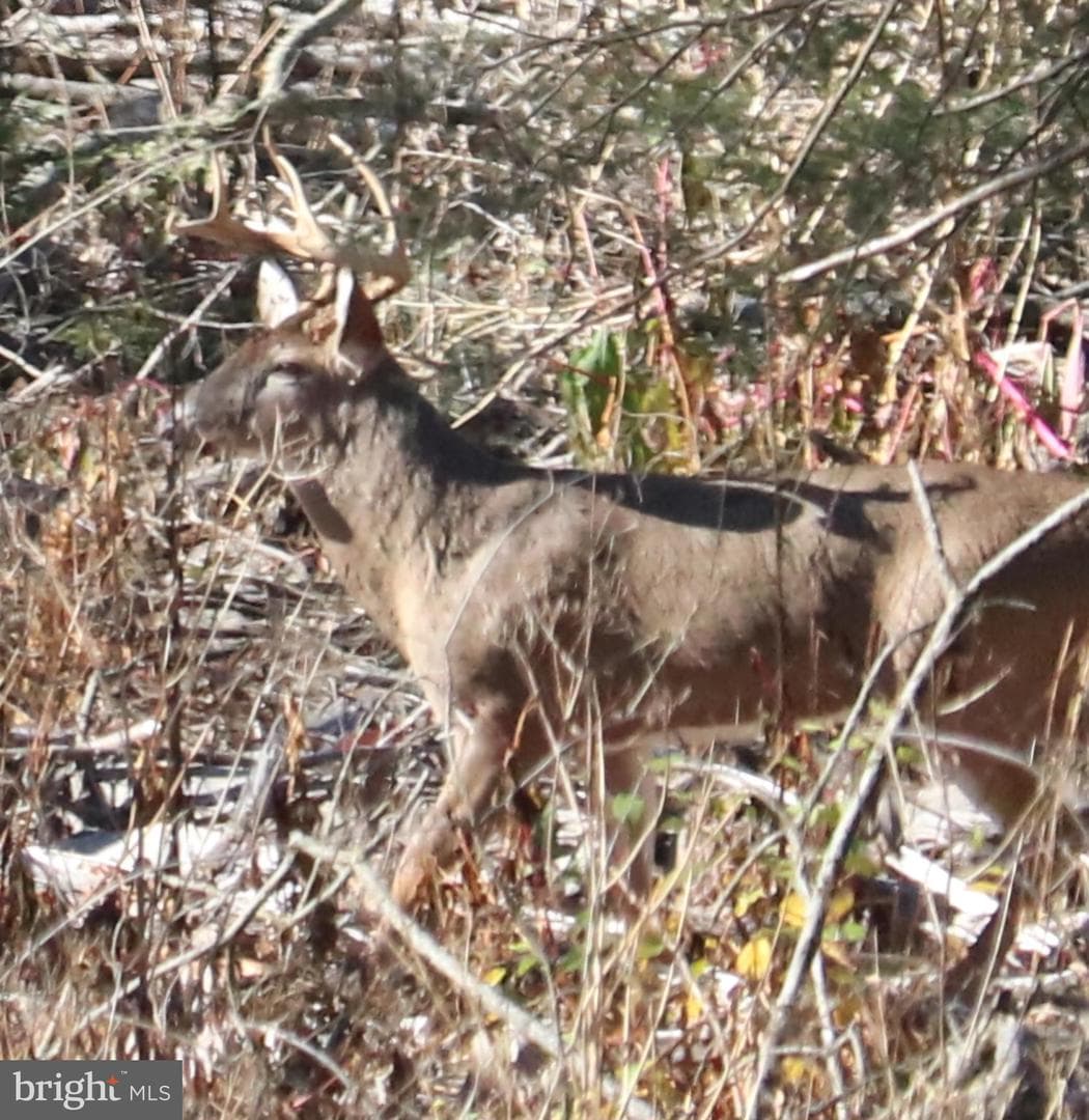 22262 Deer Run photo 73