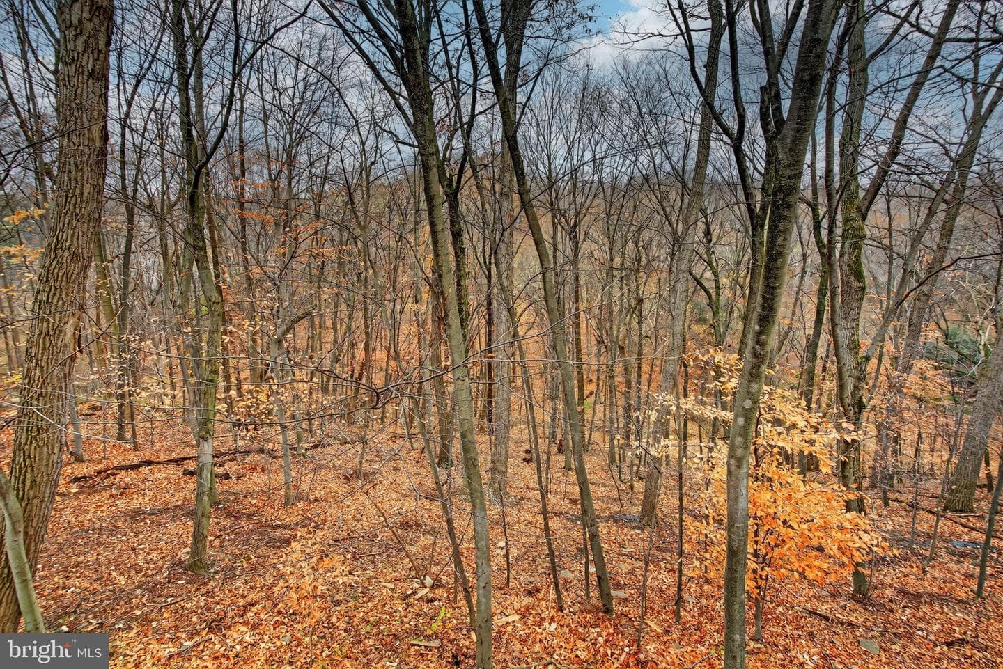 304 Treetops Court photo 42