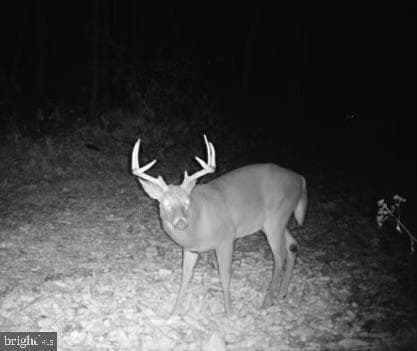 227 Jacks Creek Road photo 66