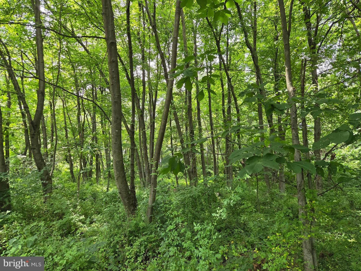 667 Summit Road photo 40