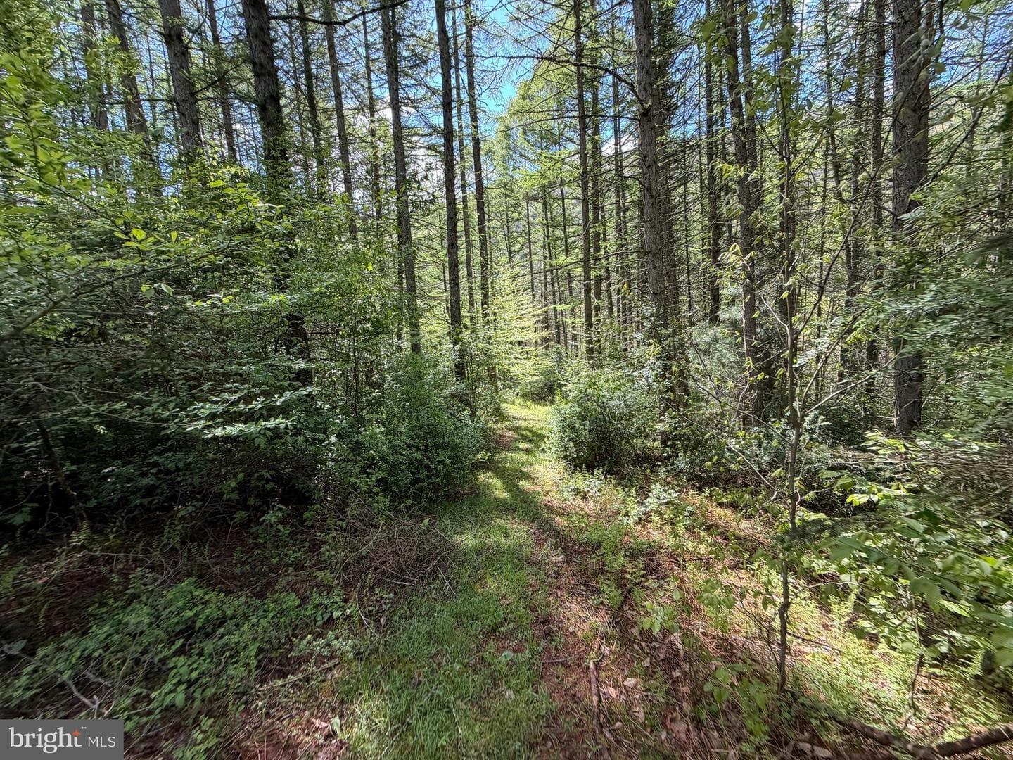 Tract 1: 1226 Cross Fork Creek Rd photo 76