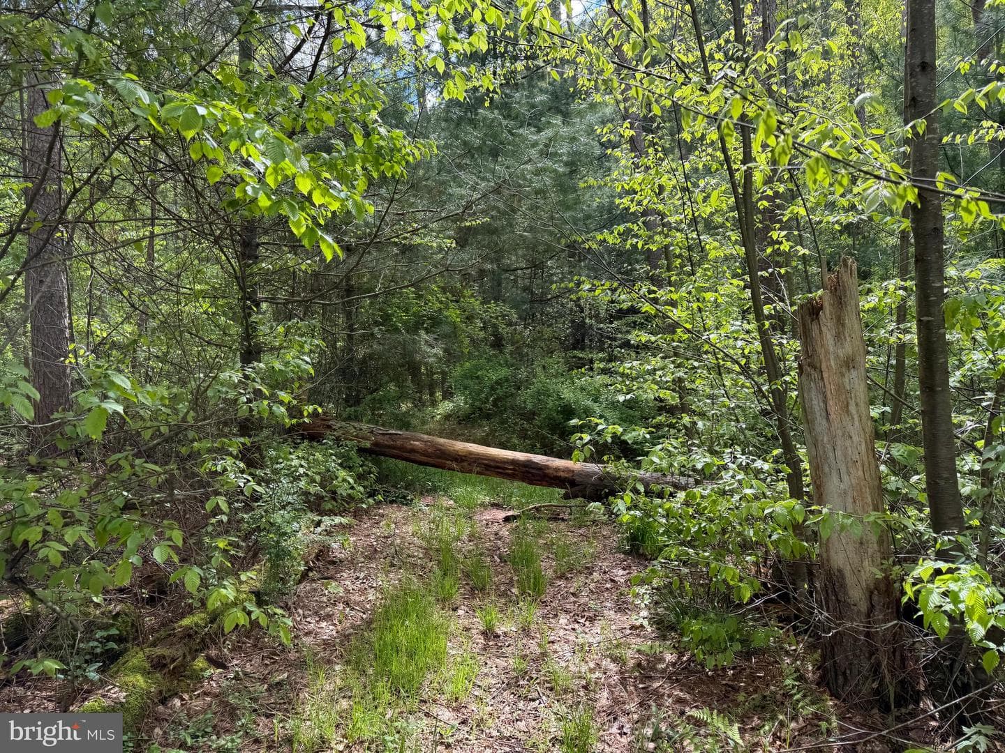 Tract 2: 1227 Cross Fork Creek Rd photo 65