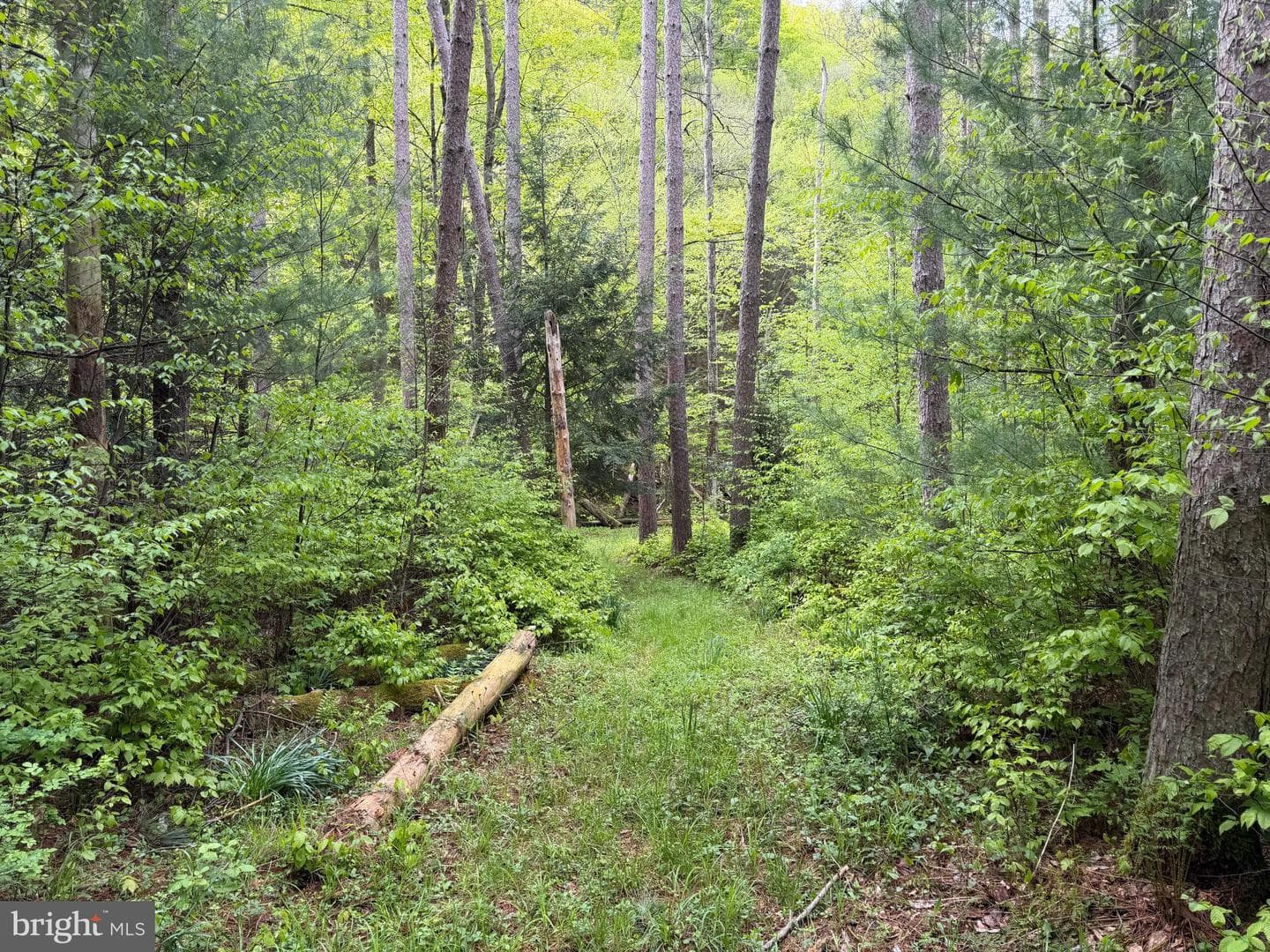 Tract 2: 1227 Cross Fork Creek Rd photo 67