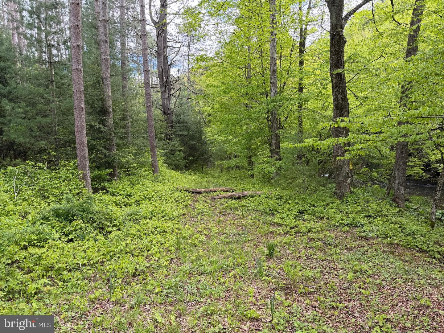 Tract 2: 1227 Cross Fork Creek Rd photo 69