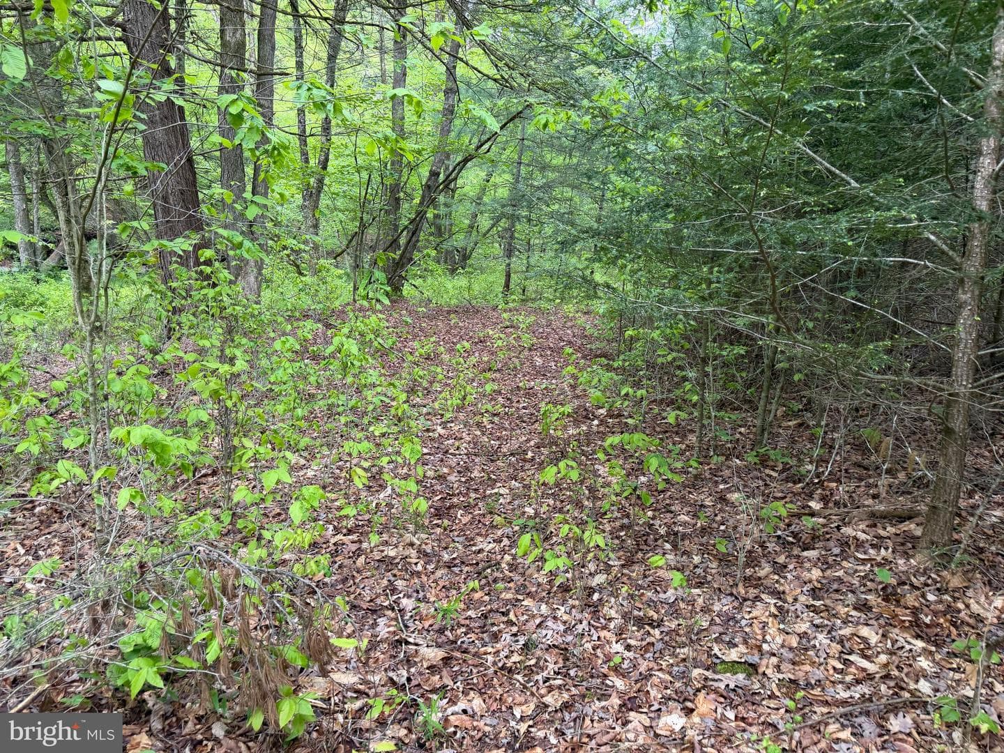 Tract 2: 1227 Cross Fork Creek Rd photo 83