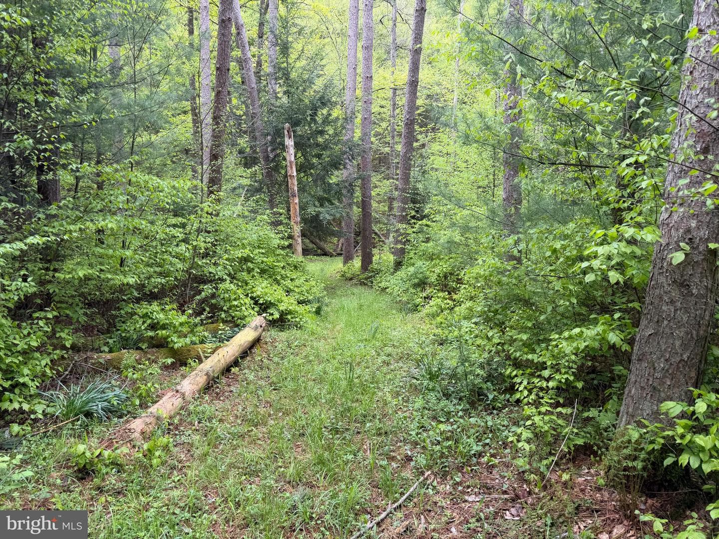 Tract 2: 1227 Cross Fork Creek Rd photo 86