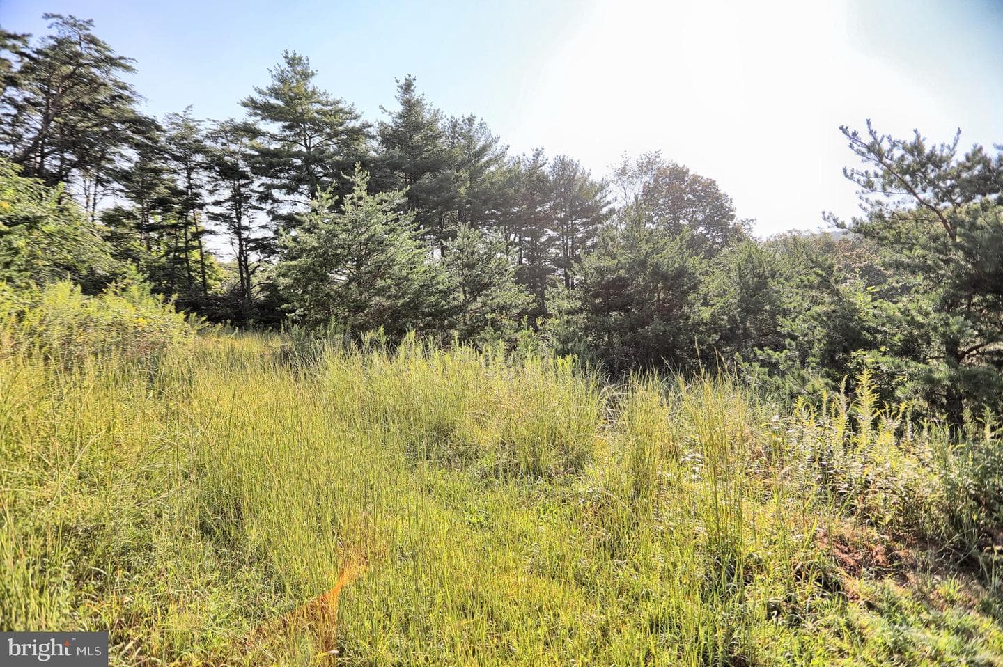 12270 Buffalo Trace photo 16