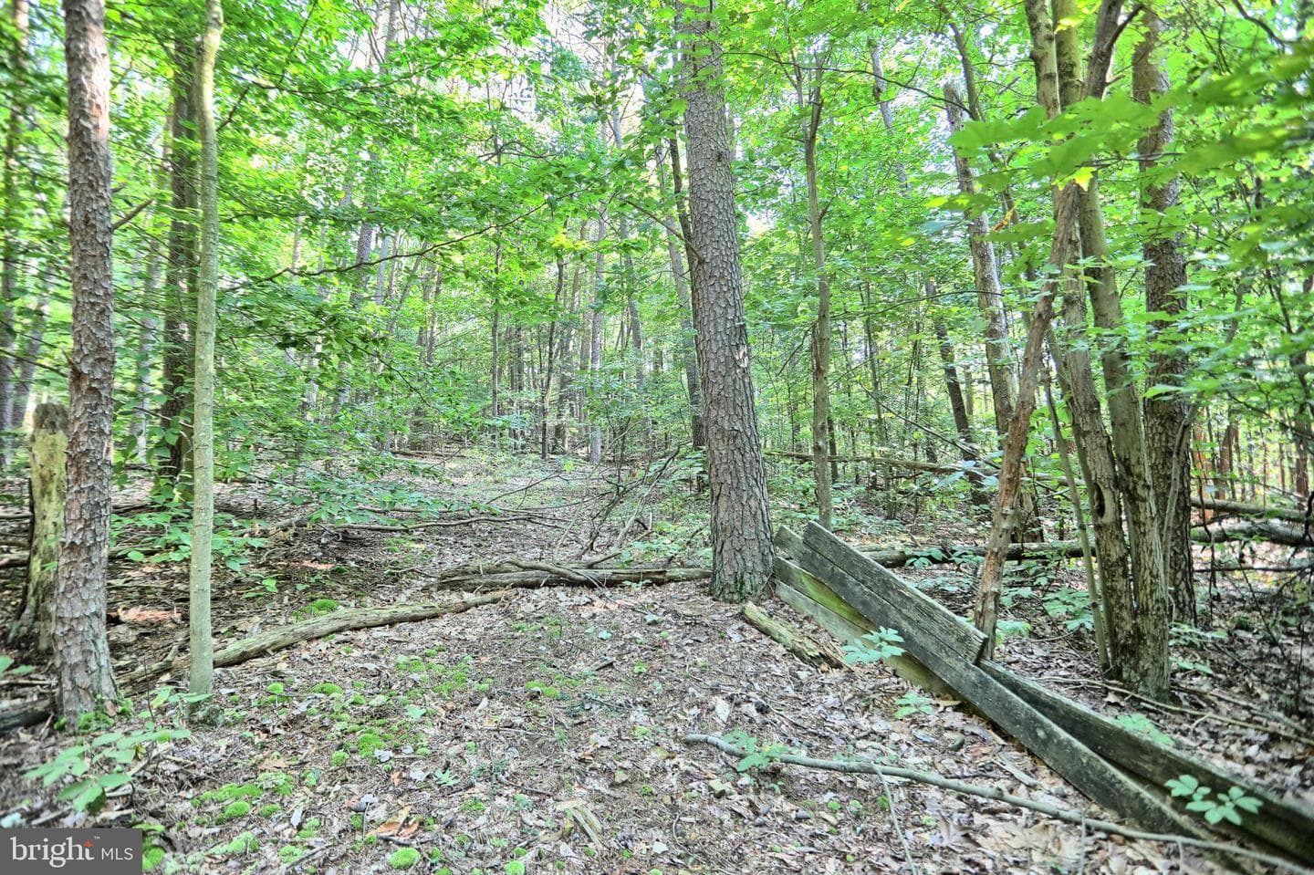 12270 Buffalo Trace photo 23