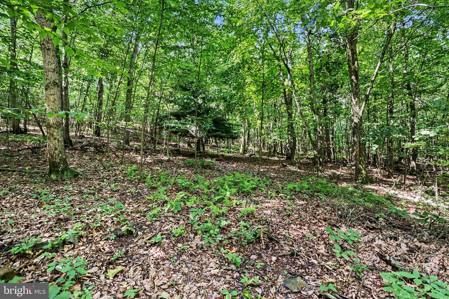 739 Bucks Church Road photo 5