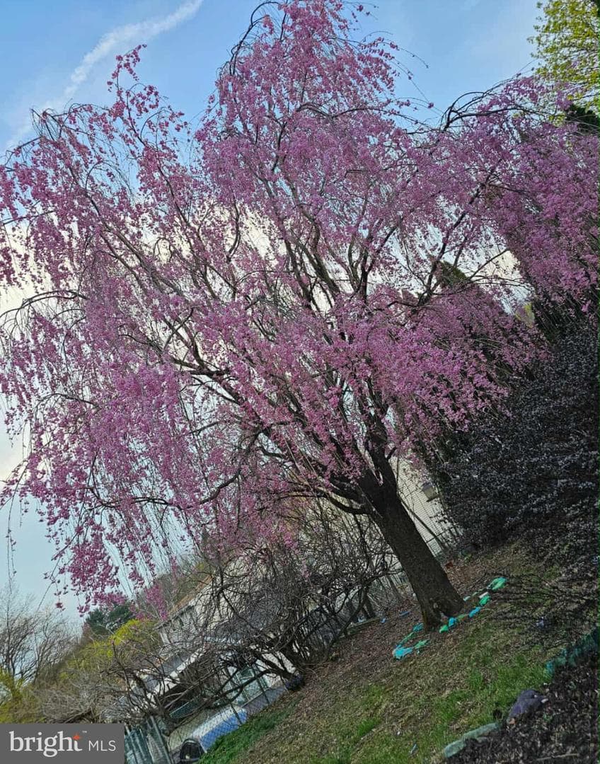 225 Cherry Street photo 42