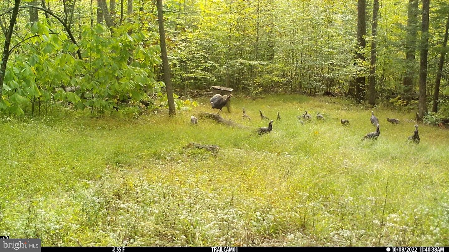 579 Mossy Oak Lane photo 34