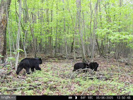 579 Mossy Oak Lane photo 36