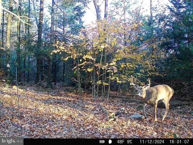 579 Mossy Oak Lane photo 37