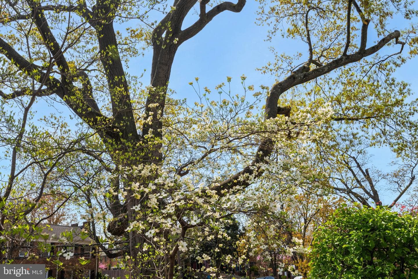803 Green Street photo 63