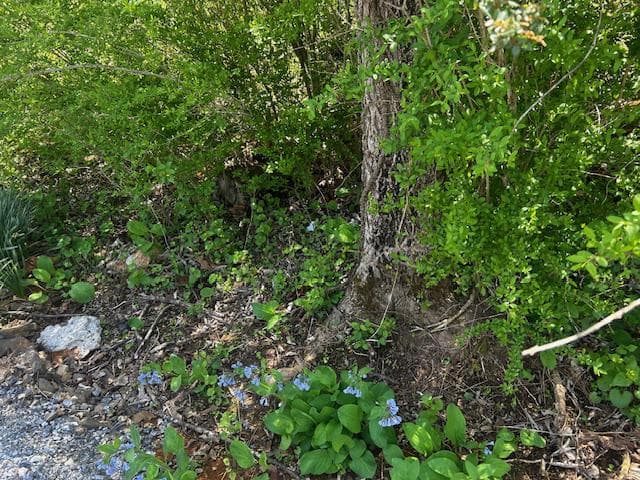 436 Summerville Road photo 75