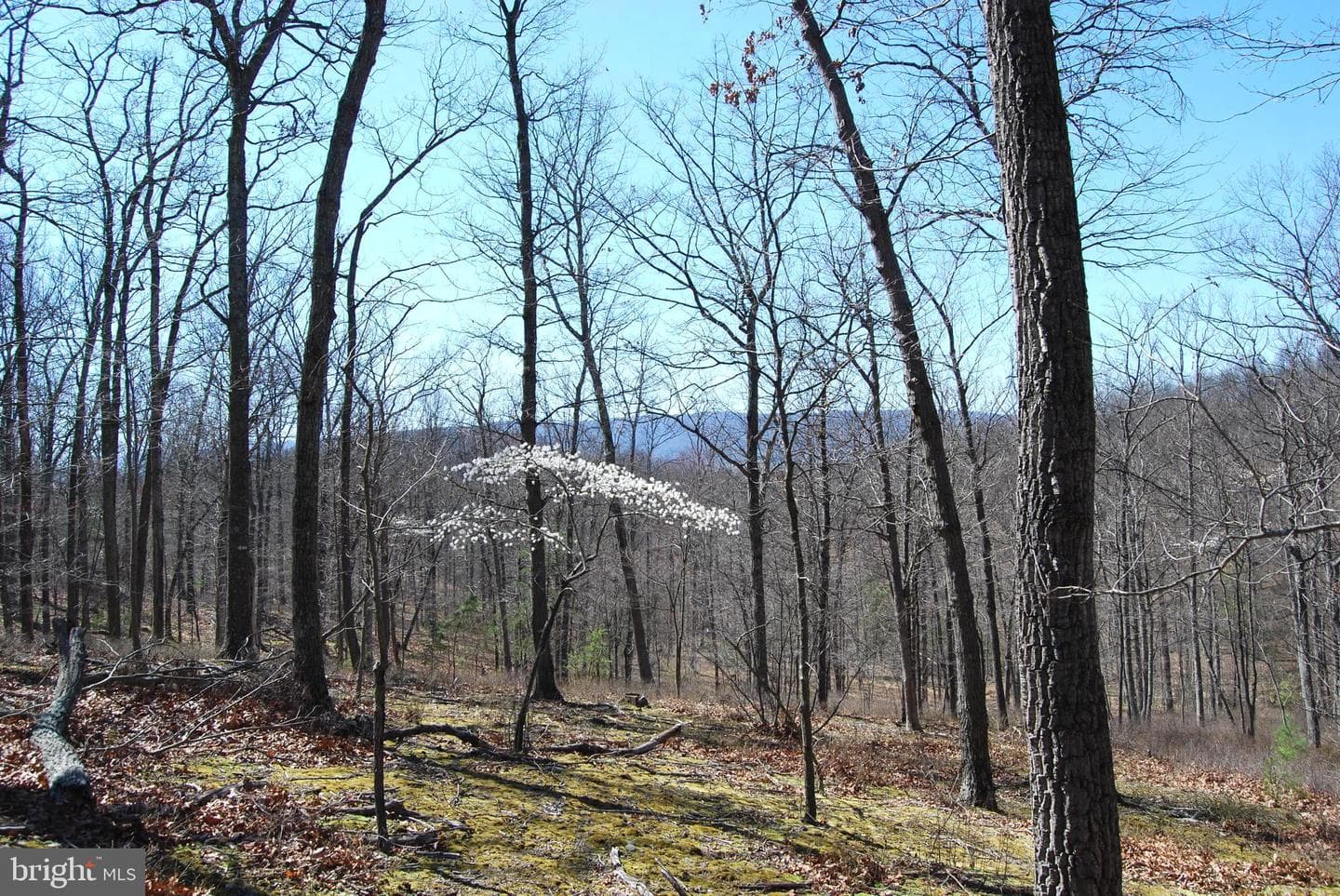 989 Valley View Drive photo 3