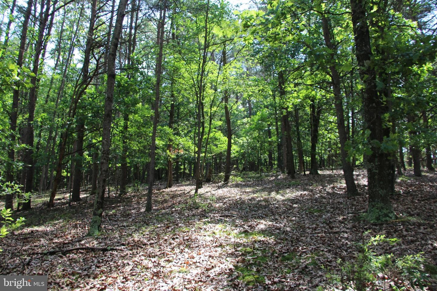 859 Brush Creek photo 15