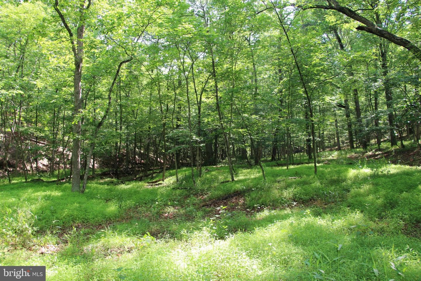 859 Brush Creek photo 2