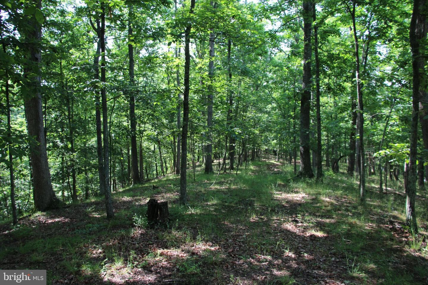 859 Brush Creek photo 4