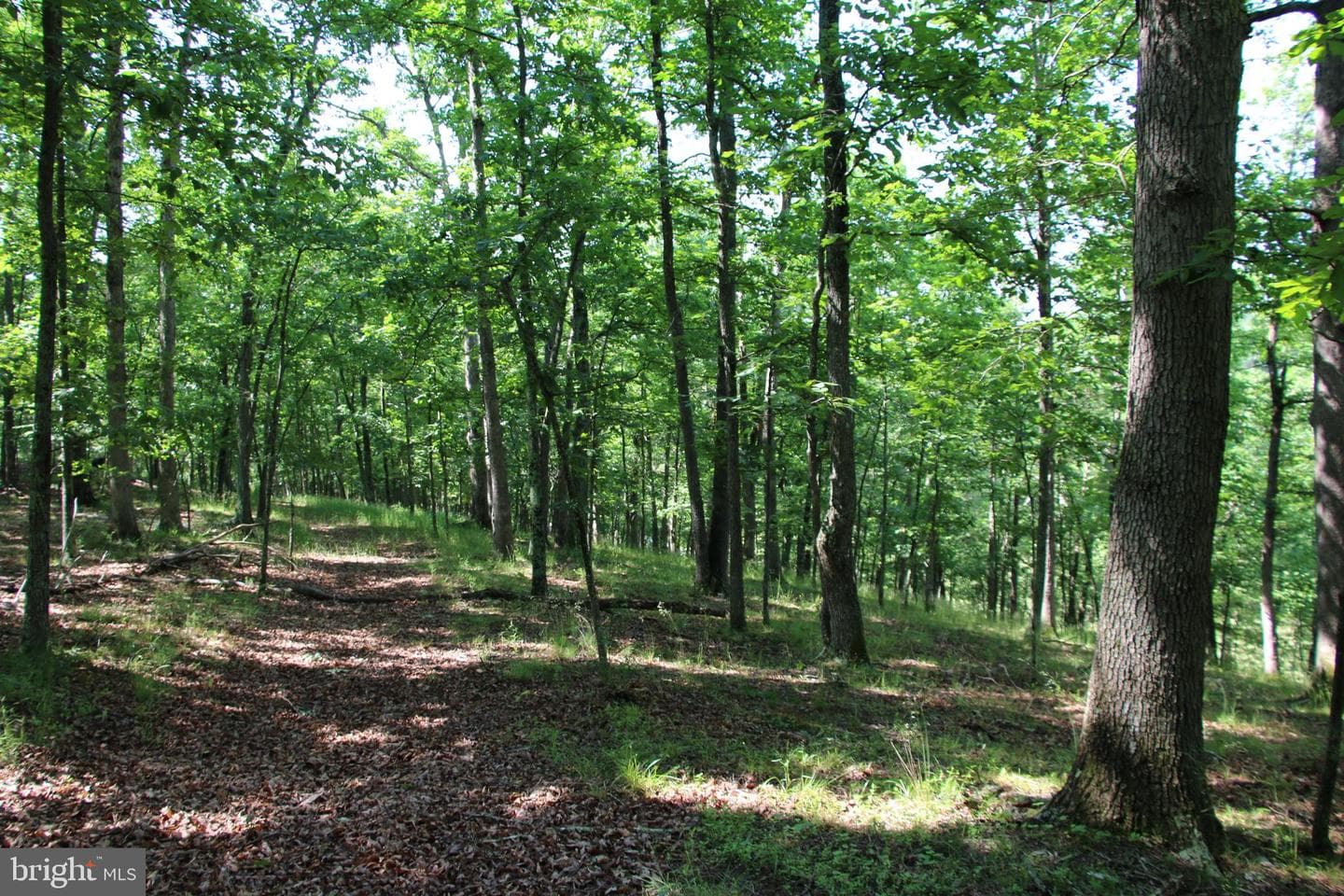 859 Brush Creek photo 9