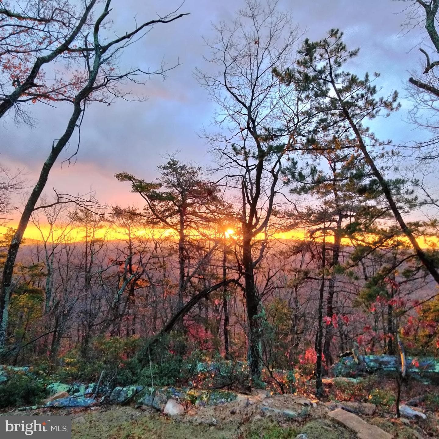 115 Dogwood Trail photo 3
