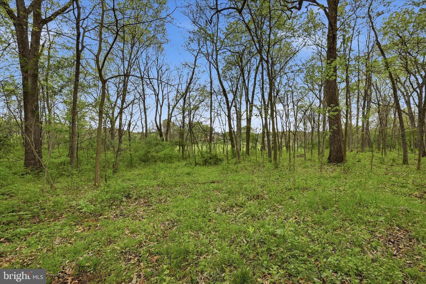 294 Green Spring Drive photo 56