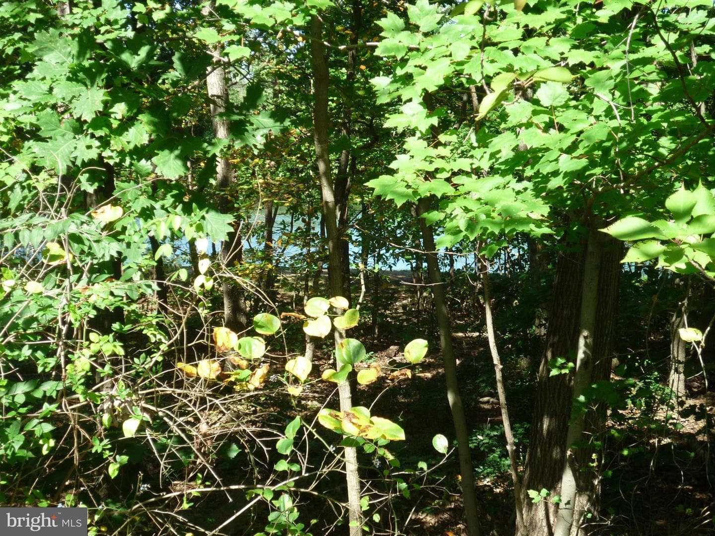 12342 Brown Fox Way photo 32