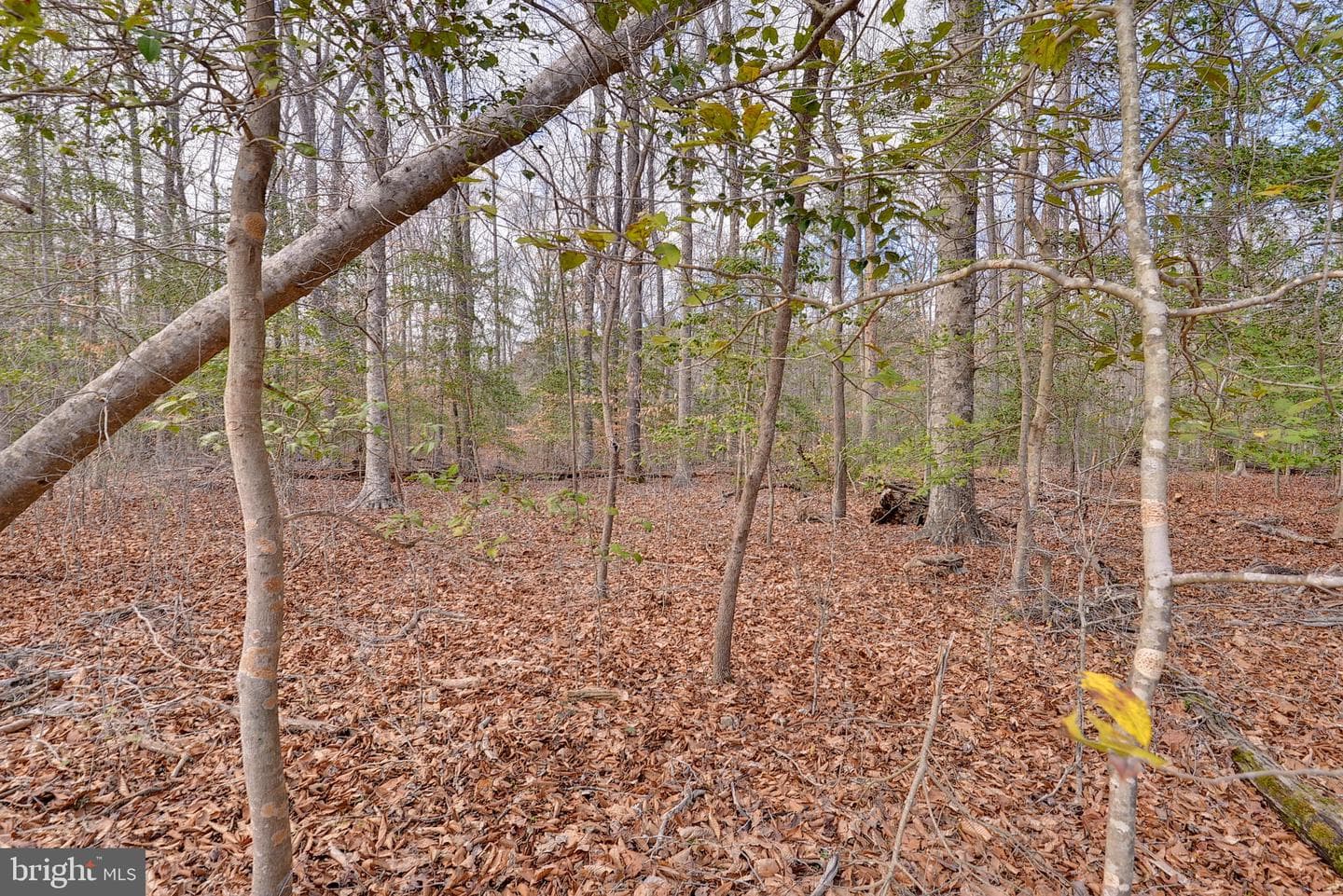 6551 Beaverdam Lane photo 41