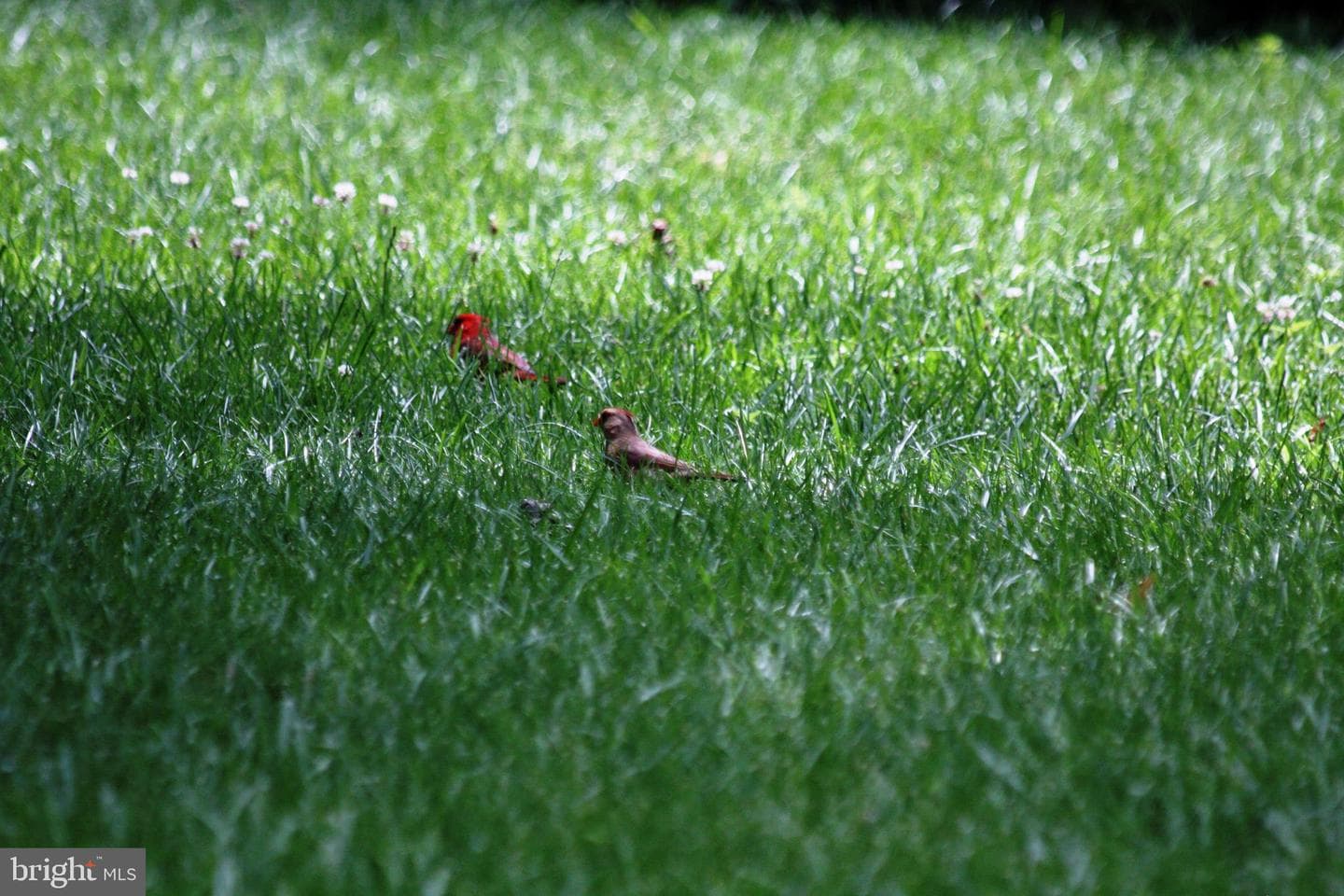 10208 McKean Court photo 63