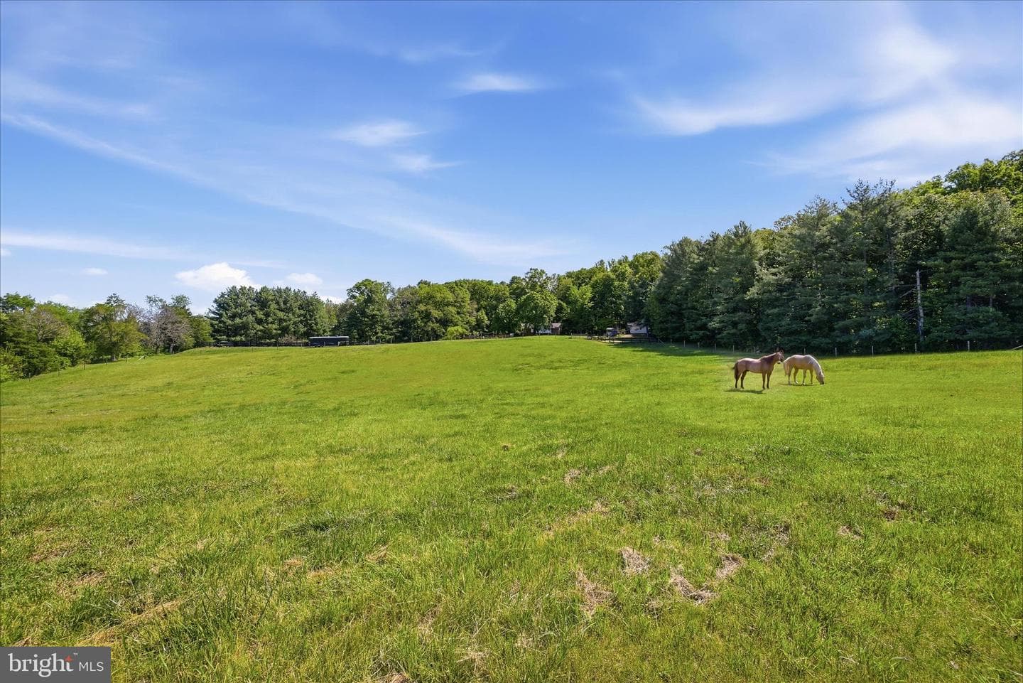 338 Springfield Estates Drive photo 80