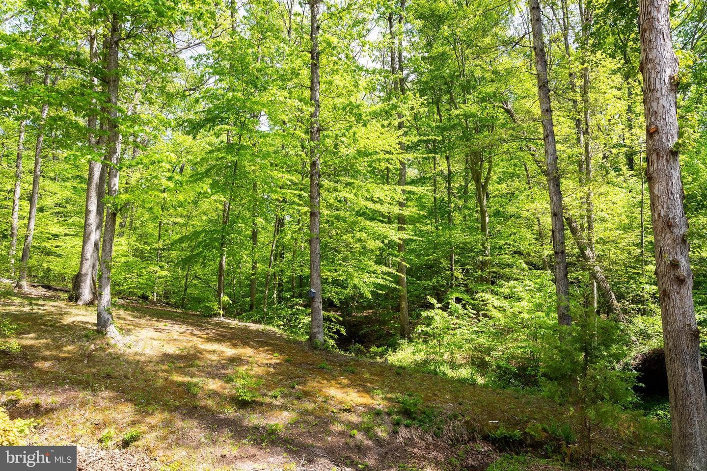 9505 Brentsville Road photo 26