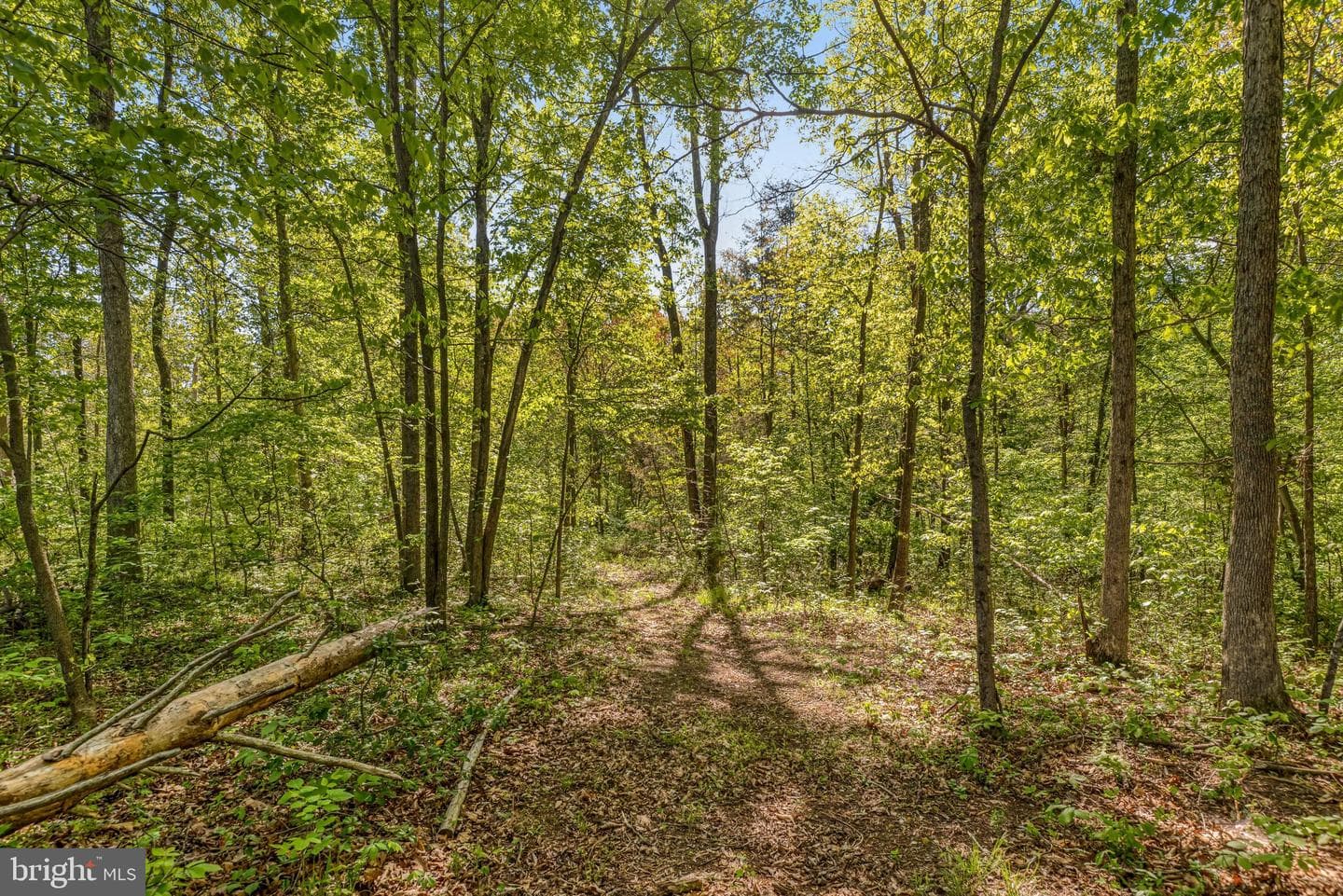 11125 Pine View Estates Court photo 65
