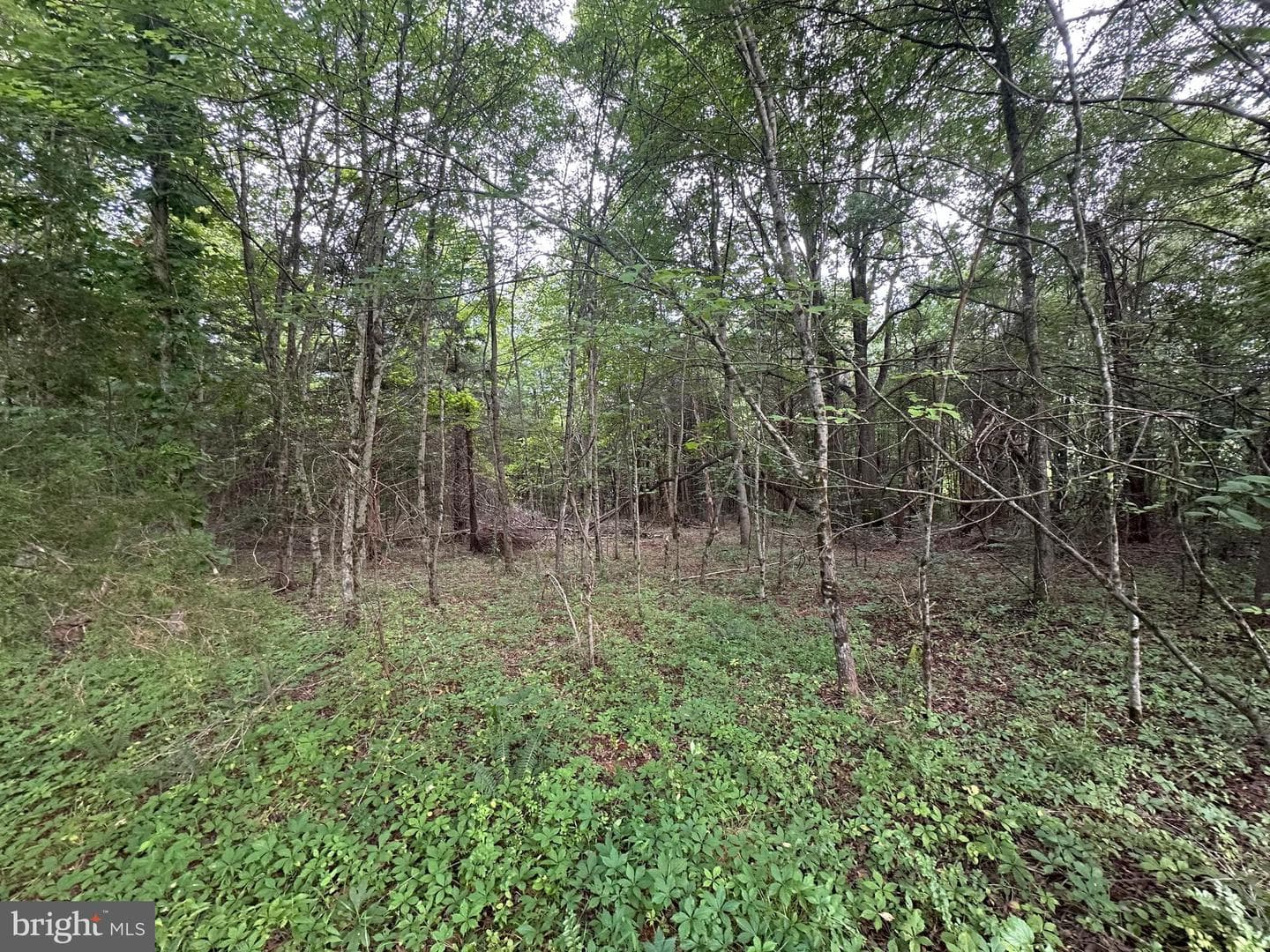 10017 Hayden Road photo 33