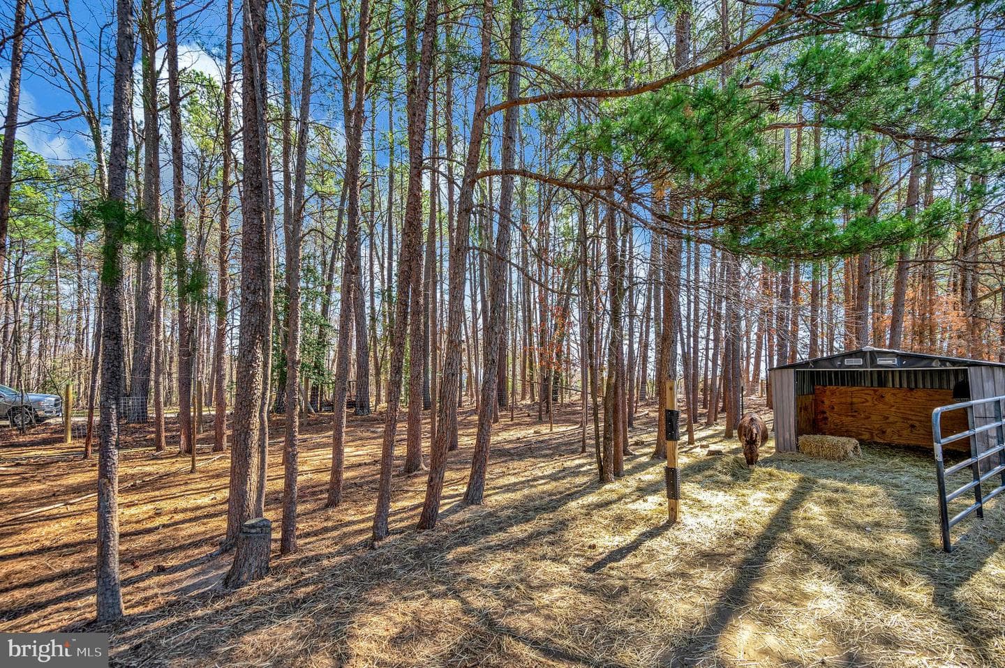329 Mount Olive Road photo 54