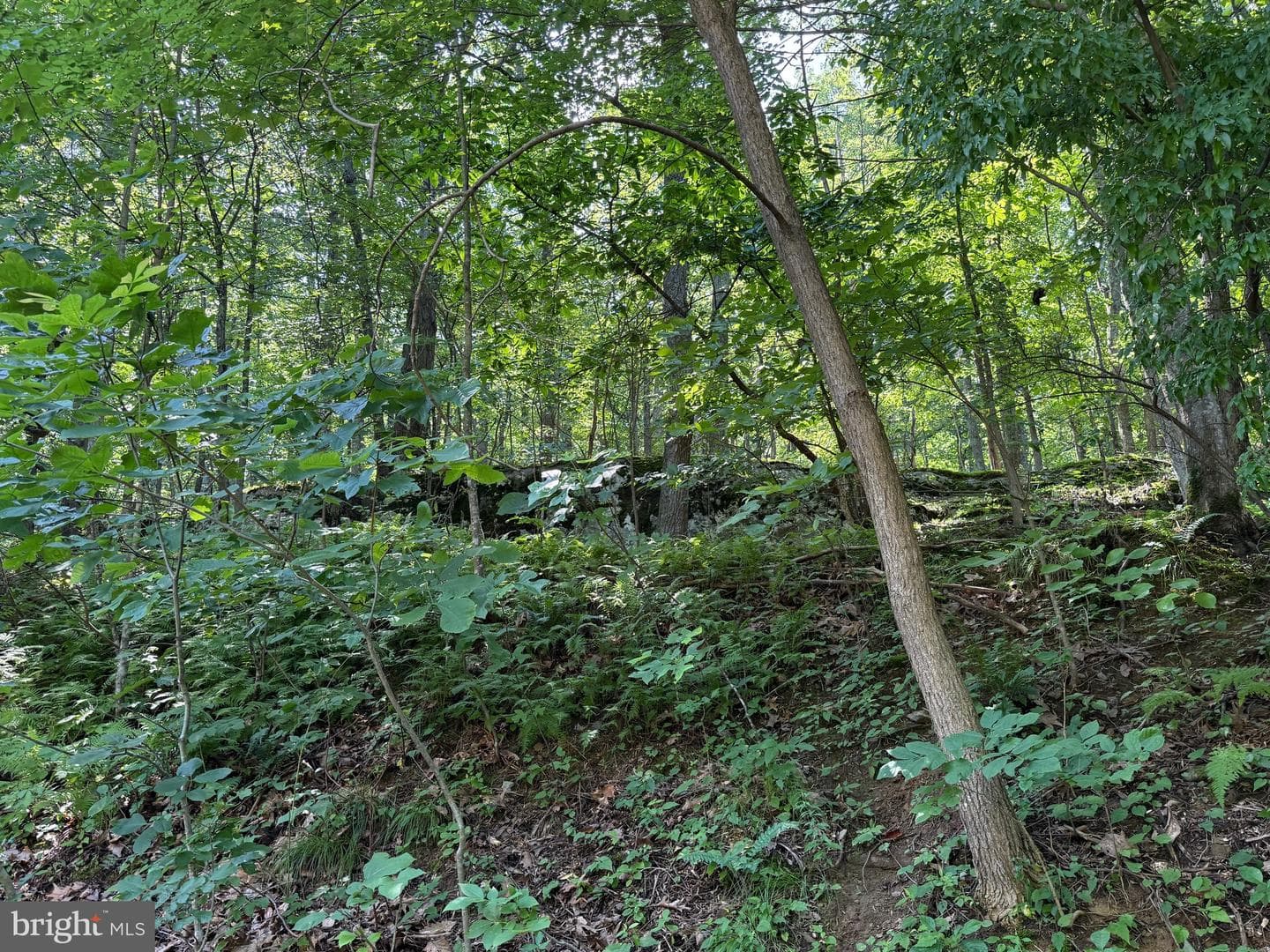 236 Piedmont Orchard Road photo 31