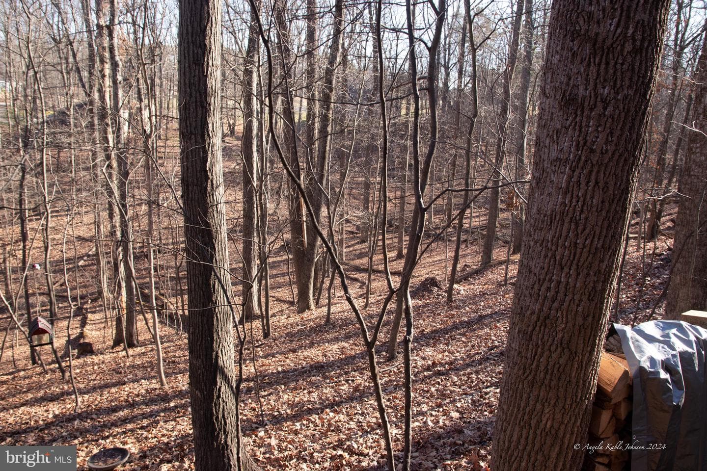 254 Pileated Woodpecker Lane photo 18