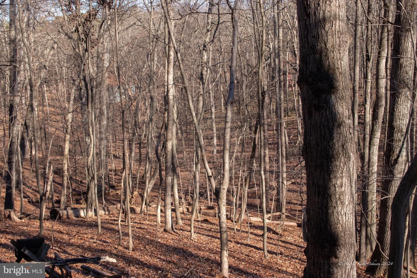 254 Pileated Woodpecker Lane photo 20